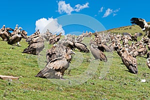 SICHUAN, CHINA - SEP 20 2014: Vulture at Sky burial site in Larung Gar. a famous Lamasery in Seda, Sichuan, China.