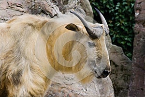 Sichuan takin