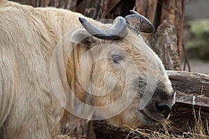 Sichuan takin (Budorcas taxicolor tibetana)