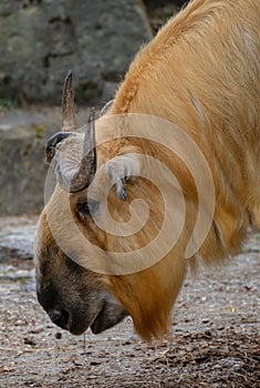 Sichuan Takin - Budorcas tibetanus tibetanus, portrait of beautiful large iconic even-toed ungulates