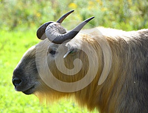 Sichuan takin or Tibetan takin is a subspecies of takin goat-antelope.