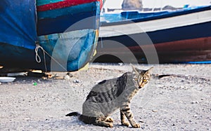 sicilian cat in aci trezza harbor