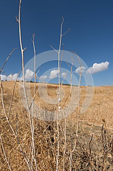 Sicilian country 3