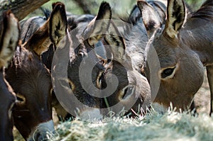 Sicilian Donkeys in Barnyard