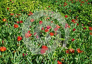 Sicilian flowers photo