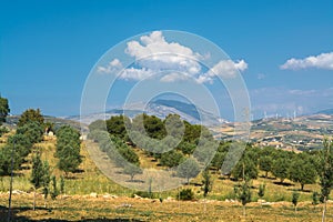 Sicilian landscape with olive trees in the olive garden in Medit