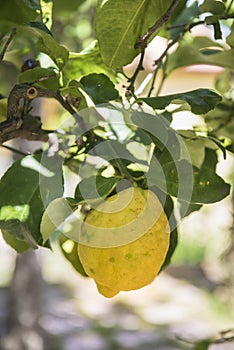 Sicilian lemon on tree