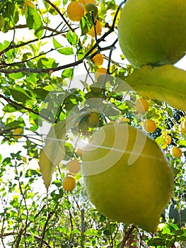 Sicilian lemon tree, green fruit highlighted in the photo with sunbeam. Beautiful photo of the lemon tree. Horizontal and colorful