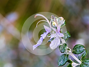 Sicilian purple wildflower