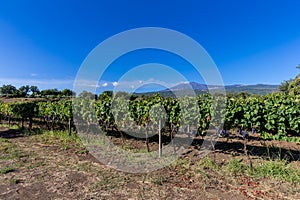 Sicilian soil with grapes for grape harvest