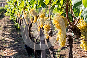 Sicilian soil with grapes for grape harvest