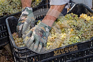 Sicilian soil with grapes for grape harvest