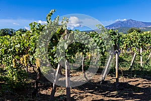 Sicilian soil with grapes for grape harvest