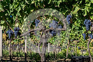 Sicilian soil with grapes for grape harvest