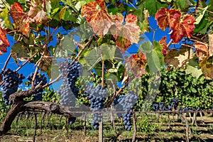 Sicilian soil with grapes for grape harvest