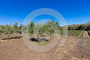 Sicilian soil with grapes for grape harvest