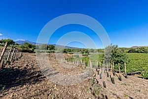 Sicilian soil with grapes for grape harvest