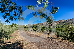 Sicilian soil with grapes for grape harvest