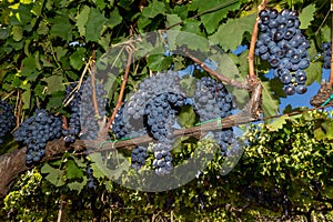 Sicilian soil with grapes for grape harvest