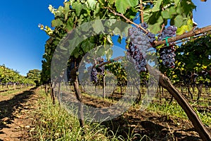 Sicilian soil with grapes for grape harvest