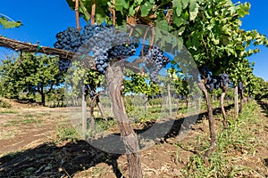 Sicilian soil with grapes for grape harvest