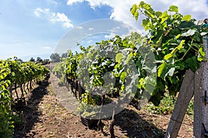 Sicilian soil with grapes for grape harvest