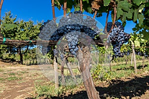 Sicilian soil with grapes for grape harvest