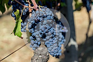 Sicilian soil with grapes for grape harvest