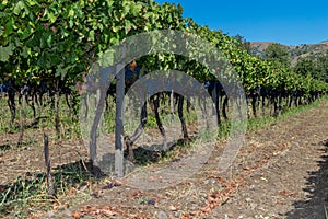 Sicilian soil with grapes for grape harvest