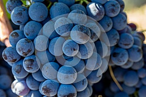 Sicilian soil with grapes for grape harvest