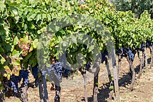 Sicilian soil with grapes for grape harvest