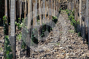 Sicilian soil with grapes for grape harvest