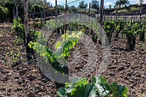 Sicilian soil with grapes for grape harvest