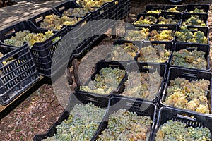 Sicilian soil with grapes for grape harvest