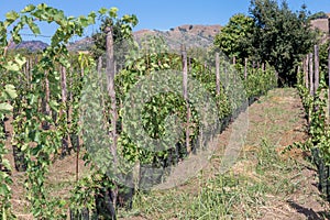 Sicilian soil with grapes for grape harvest