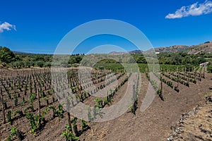 Sicilian soil with grapes for grape harvest