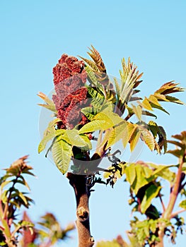 Sicilian sumac Rhus coriaria