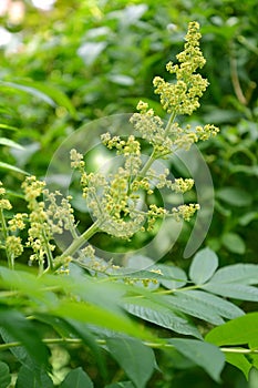 Sicilian sumac Rhus coriaria L.. Inflorescence of stamen flowers close-up