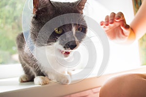 Sick angry grey cat patient transparent e-collar therapy