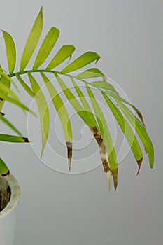 Sick areca palm leaf closeup