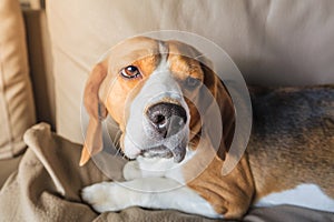 Sick beagle dog