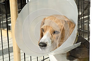 A sick Beagle puppy