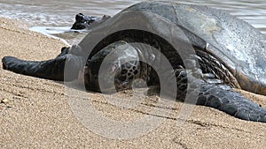 Sick big green sea turtle Hawaii