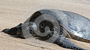 Sick big green sea turtle hawaii