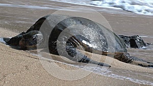 Sick big green sea turtle Hawaii