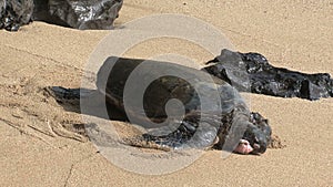 Sick big green sea turtle hawaii