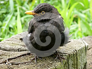 Sick Blackbird photo