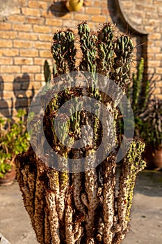 Sick cactus plant closeup with selective focus