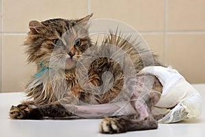 Sick cat in diapers