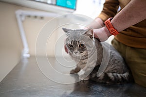 A sick cat of gray color of the Brin breed in the hands of the owner on examination in a veterinary clinic on the table